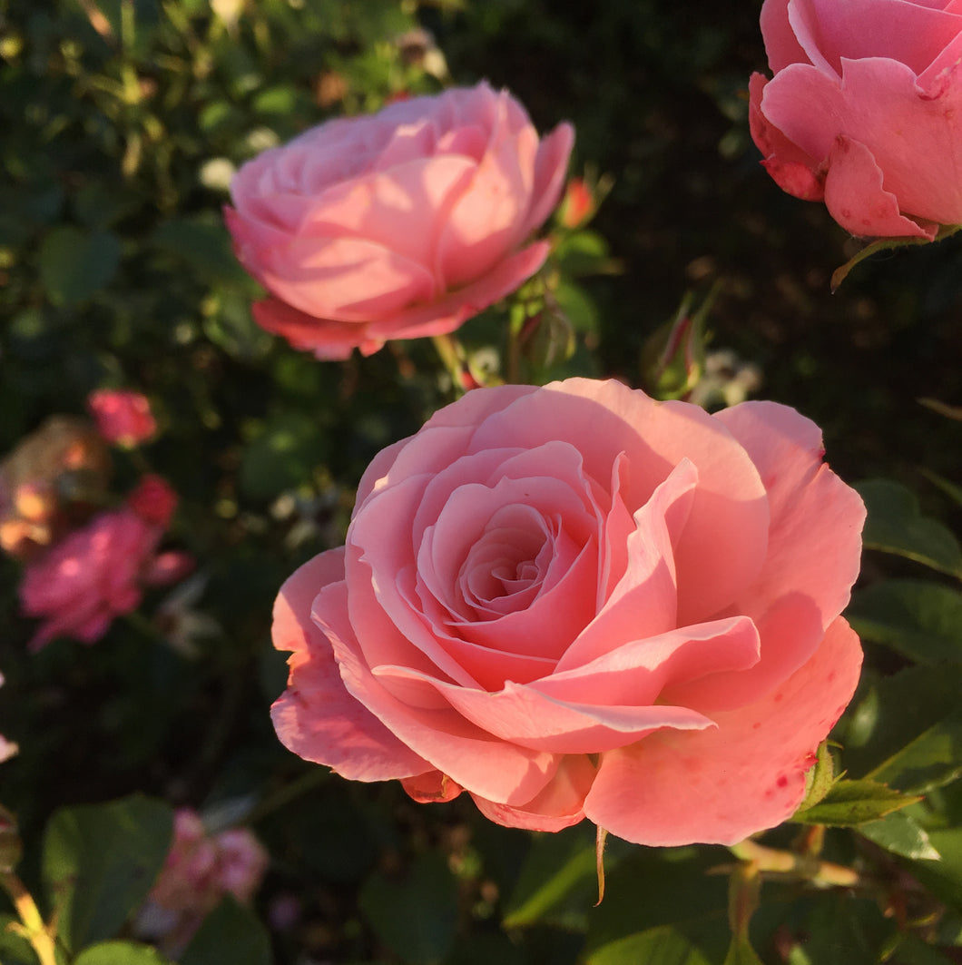 2 bare root pink Floribunda Roses (Queen Elizabeth) Includes Postage