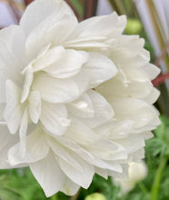 Load image into Gallery viewer, 10 corms of Anemone coronaria (Mount Everest) Includes Postage
