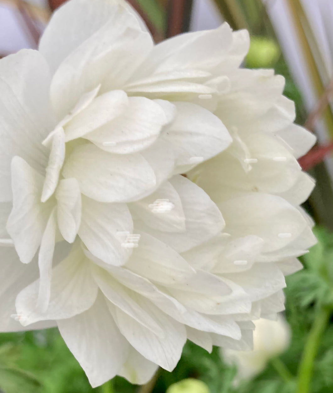 10 corms of Anemone coronaria (Mount Everest) Includes Postage
