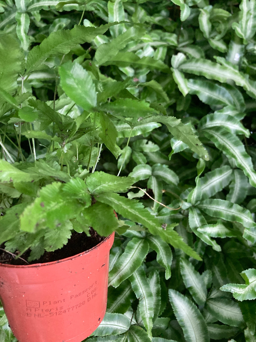 12 plants of Tracheophyta/ferns (mixed shades of green) Includes Postage