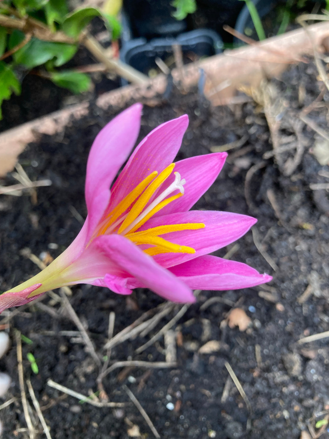 5 bulbs of Habranthus robustus (Pink Rain Lily) Includes Postage