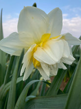 Load image into Gallery viewer, 30 bulbs of Daffodil (White Lion) Includes Postage
