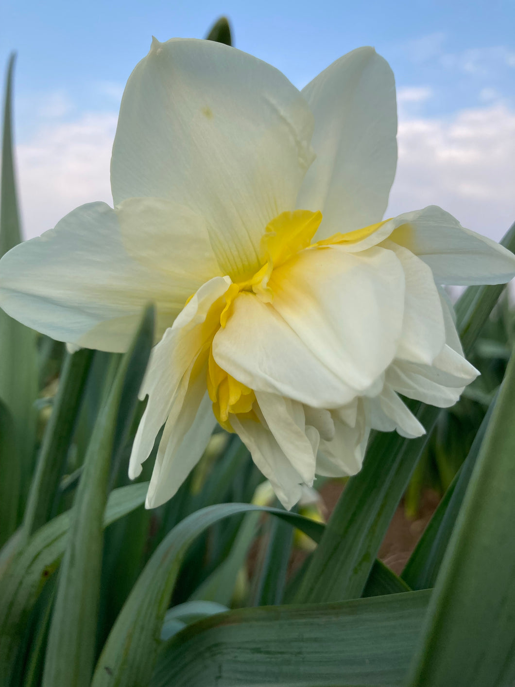 30 bulbs of Daffodil (White Lion) Includes Postage
