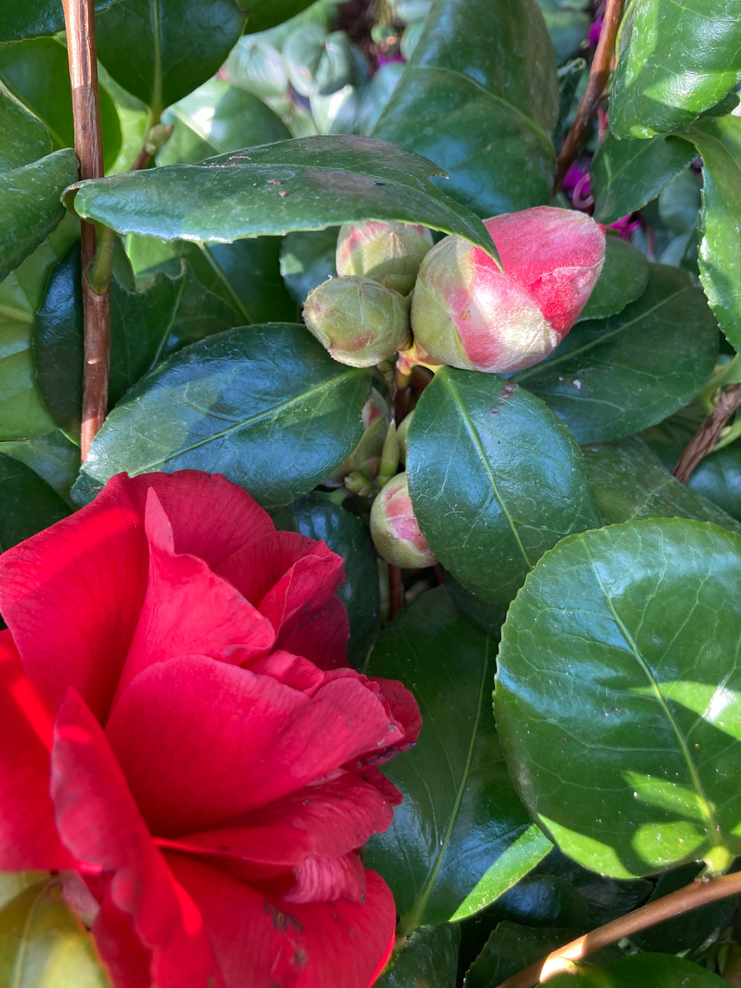 2 Potted Plants of Camellia (Debbie) in 9cm Pot Includes Postage