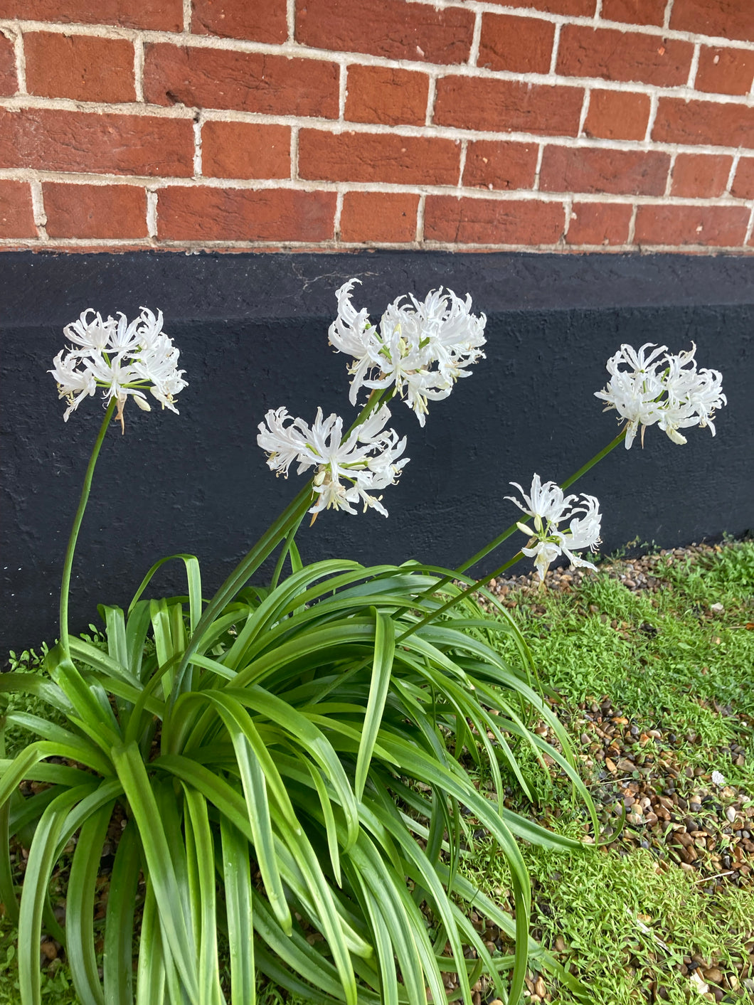 3 bulbs of white Bowden Lily (Nerine bowdenii alba) Includes Postage