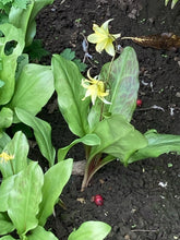 Load image into Gallery viewer, 3 bulbs of Erythronium pagoda (Dog&#39;s tooth violet) Includes Postage
