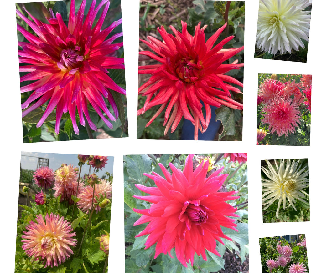 3 tubers of cactus Dahlia (mixed colours) Includes Postage