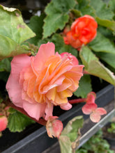 Load image into Gallery viewer, 6 corms of salmon-coloured Begonia (Begonia grandiflora) Includes Postage
