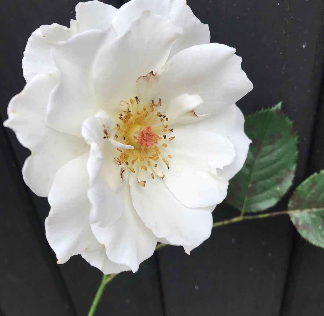 2 bare root Floribunda Roses (Margaret Merril) Includes Postage