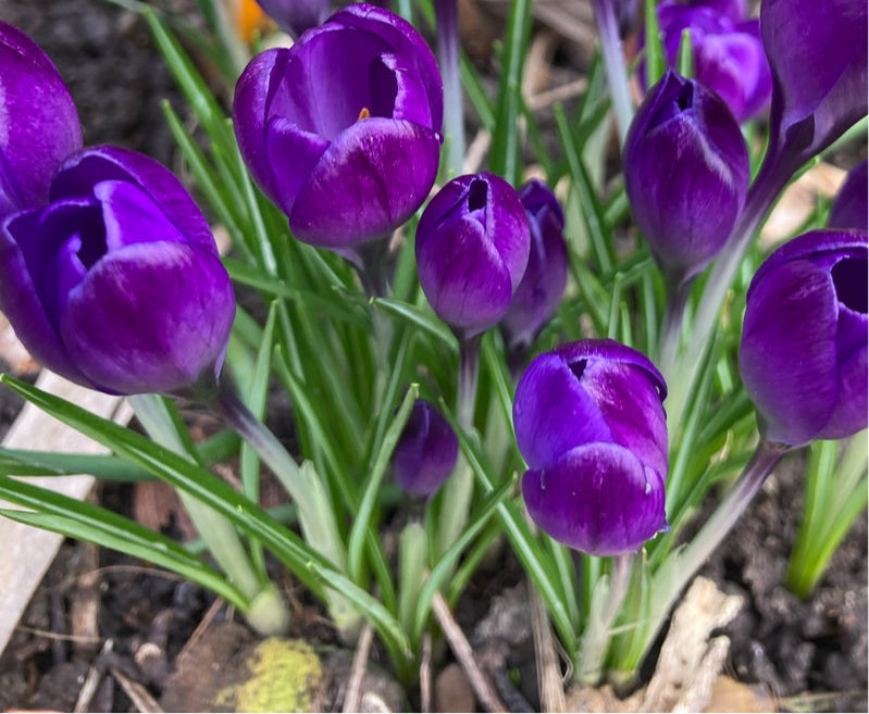 10 bulbs of Purple Crocus (Flower Record) Includes Postage