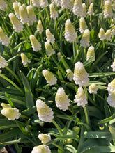 Load image into Gallery viewer, 20 bulbs of Muscari/Grape Hyacinth (Muscari album) Includes Postage
