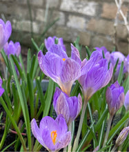Load image into Gallery viewer, 50 bulbs of purple Crocus Includes Postage

