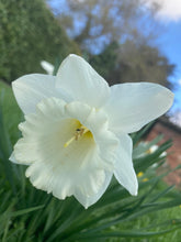 Load image into Gallery viewer, 30 bulbs of Daffodil (Mount Hood) Includes Postage
