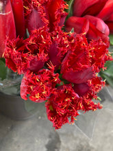 Load image into Gallery viewer, 10 bulbs of Tulip (Calibra) Includes Postage
