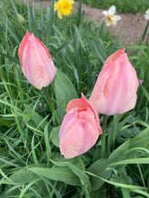 Load image into Gallery viewer, 10 bulbs of Tulip (Mystic van Eijk) Includes Postage
