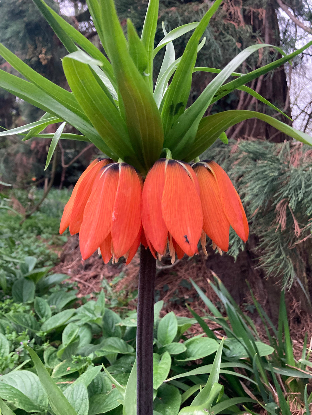 3 bulbs of Fritillaria imperialis/Crown Imperial (Rubra) Includes Postage