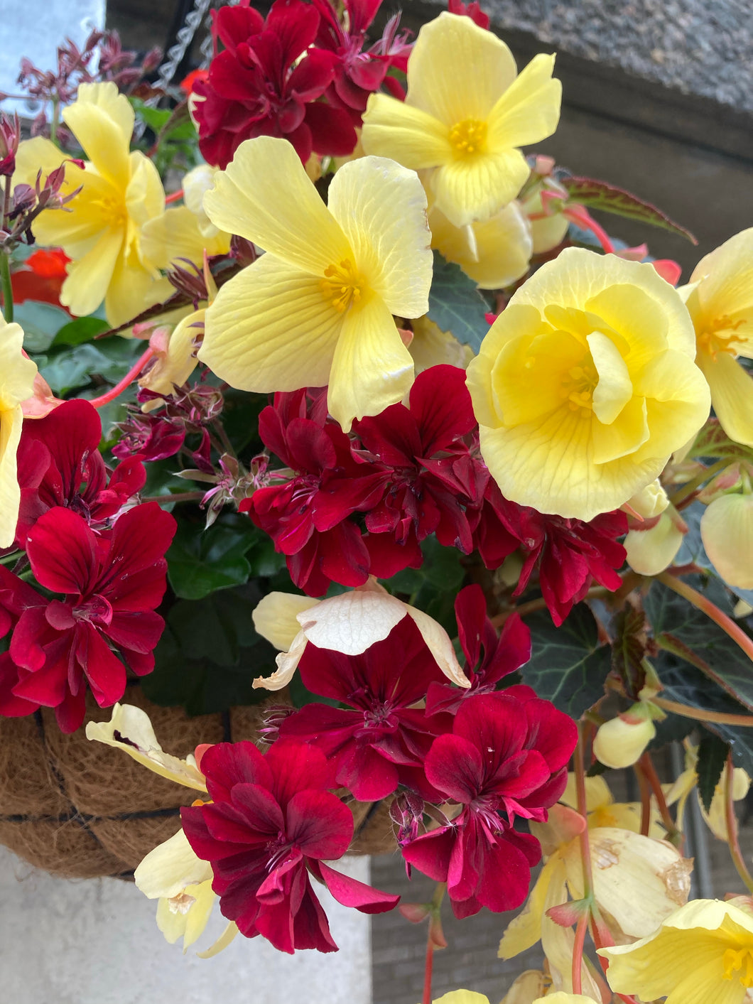 6 potted plants of Hardy Trailing Begonia (mixed colours) Includes Postage