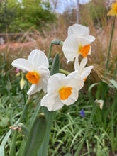 Load image into Gallery viewer, 10 bulbs of Daffodil (Geranium) Includes Postage
