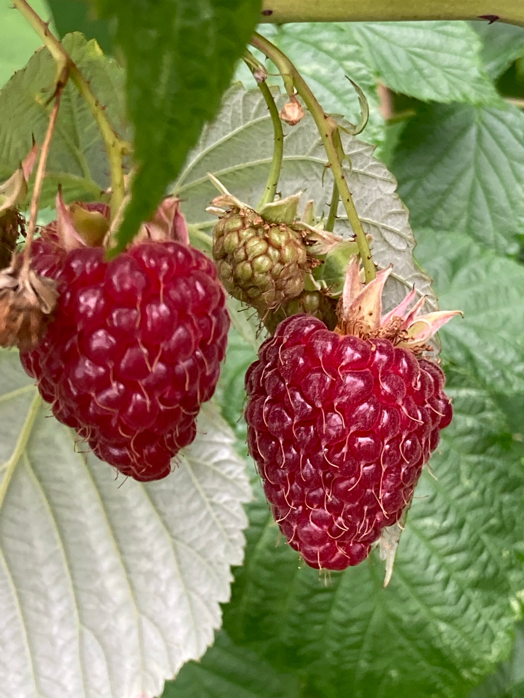 5 plugs of Raspberry plants (Summer Lovers) Includes Postage