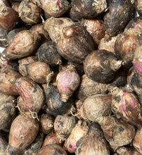 Load image into Gallery viewer, 5 bulbs of Habranthus robustus (Pink Rain Lily) Includes Postage
