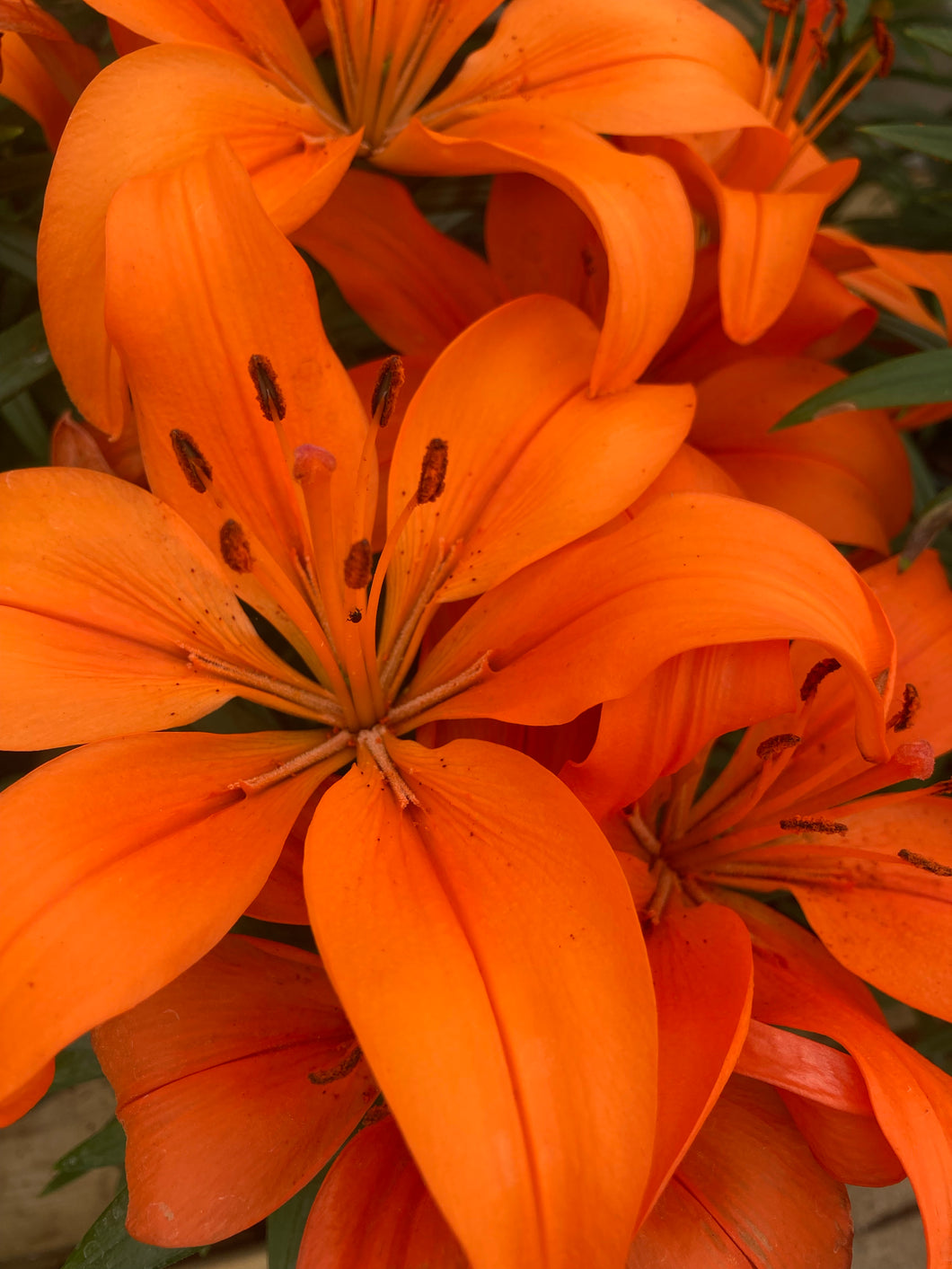 3 bulbs of orange Tiger Lily/Lilium Tigrinum (Orange Tiger) Includes Postage