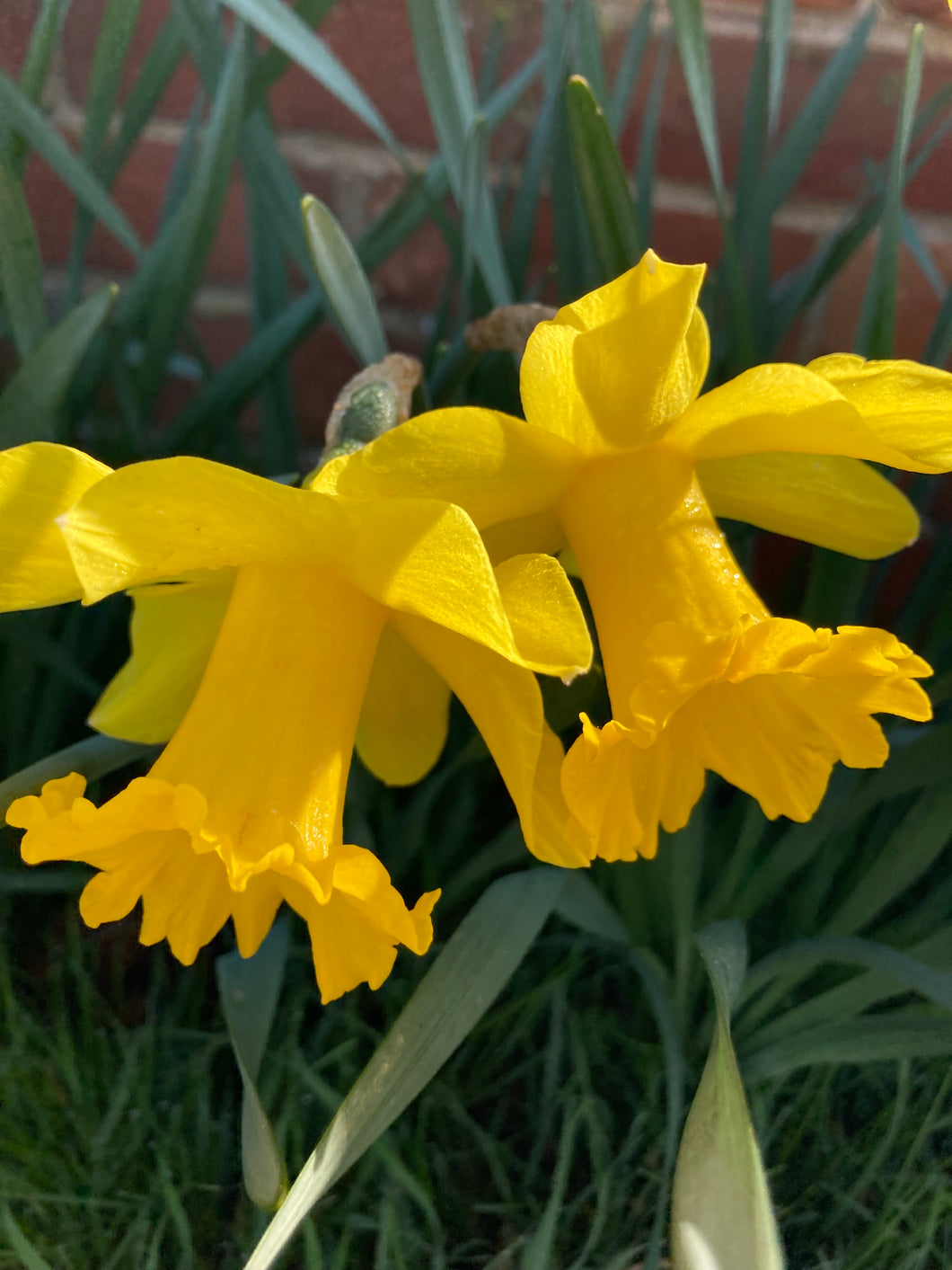 30 bulbs of Daffodil (King Alfred) Includes Postage