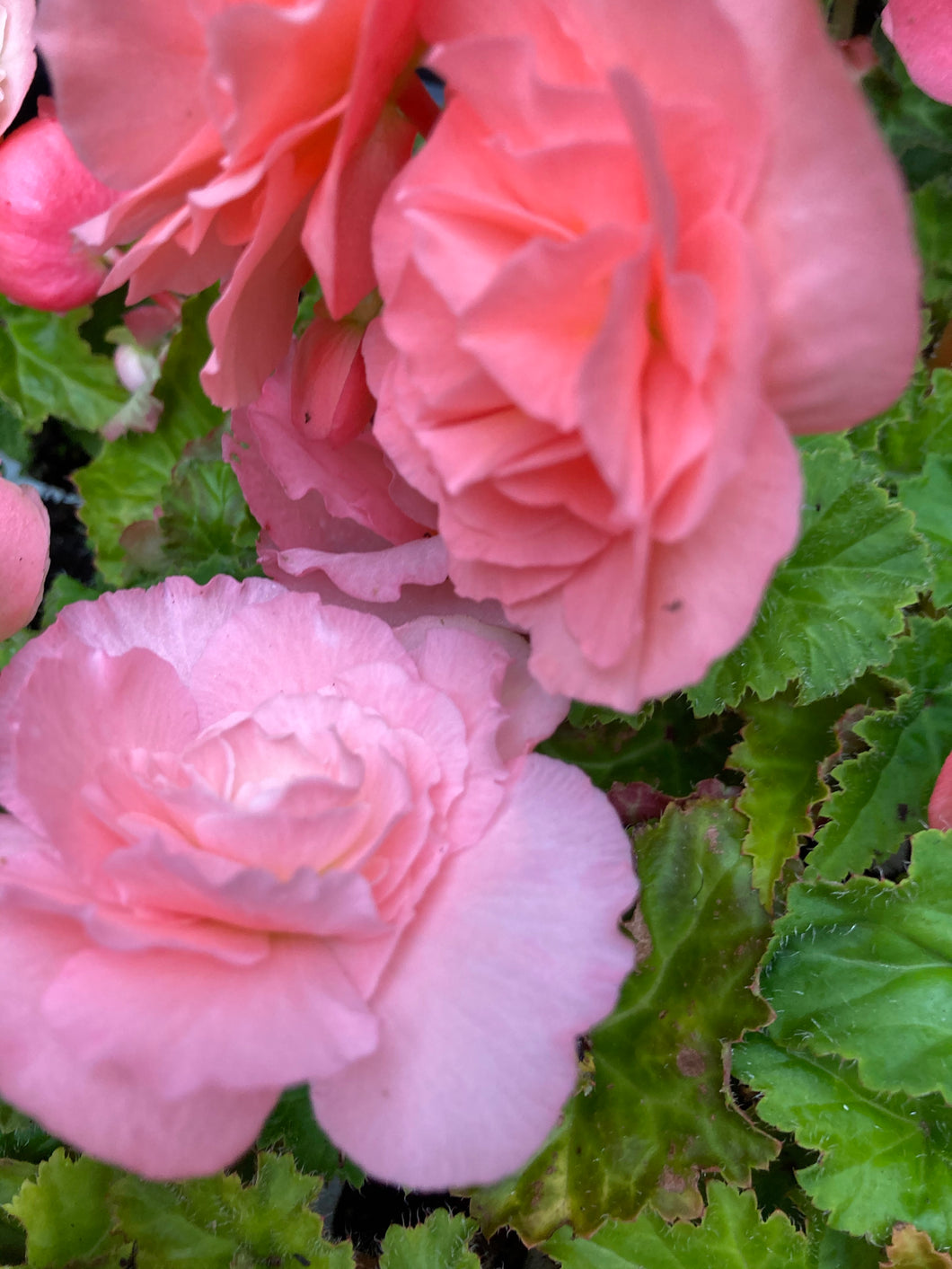 3 corms of double pink Begonia Includes Postage