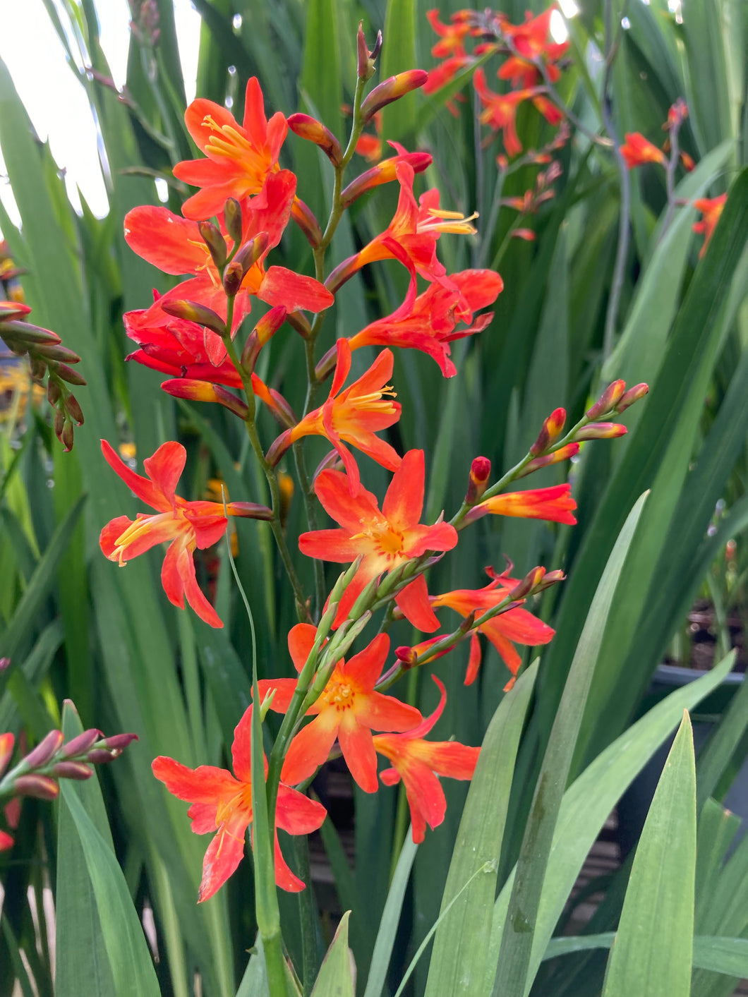 15 corms of Crocosmia/Montbretia (Carmine Brilliant) Includes Postage