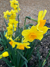 Load image into Gallery viewer, 10 bulbs of Narcissus (Garden Opera) Includes Postage
