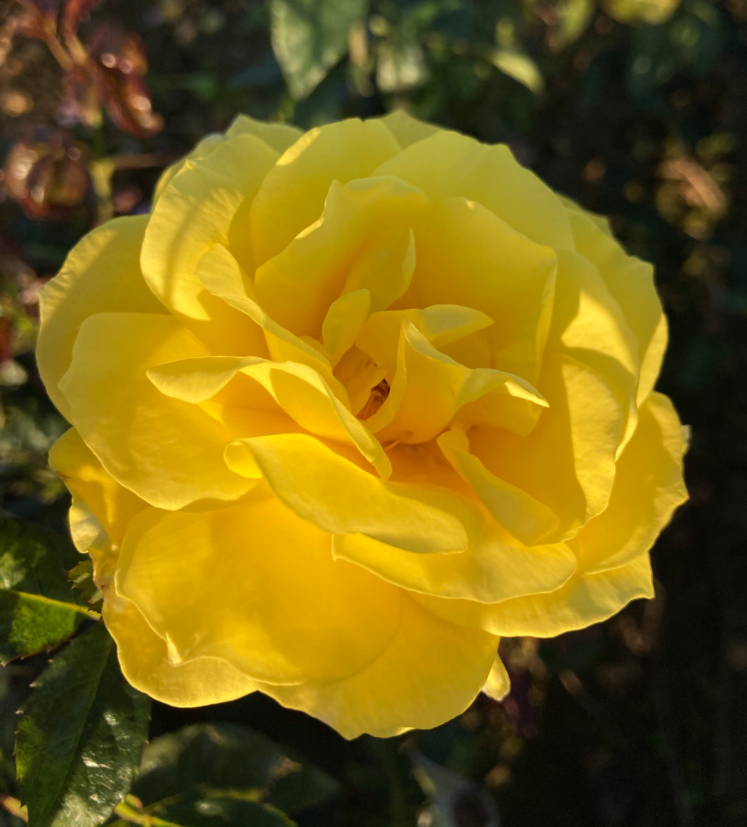 2 bare root Hybrid Tea Roses (Chinatown) Includes Postage