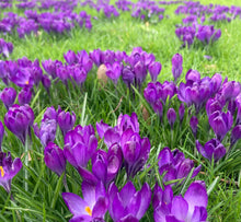 Load image into Gallery viewer, 20 bulbs of Crocus tommasinianus (Ruby Giant) Includes Postage
