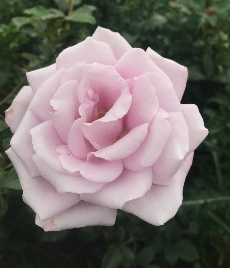 2 bare root Hybrid Tea Roses (Blue Moon) Includes Postage