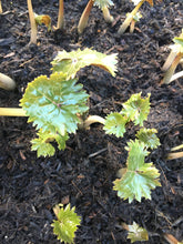 Load image into Gallery viewer, 3 budding roots of Ligularia (The Rocket) Includes Postage
