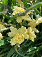 Load image into Gallery viewer, 10 bulbs of Daffodil (Yellow Cheerfulness) Includes Postage
