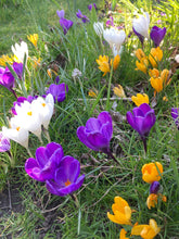 Load image into Gallery viewer, 15 bulbs of Crocus (mixed varieties) Includes Postage
