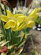 Load image into Gallery viewer, 20 bulbs of Daffodil (Pipit) Includes Postage
