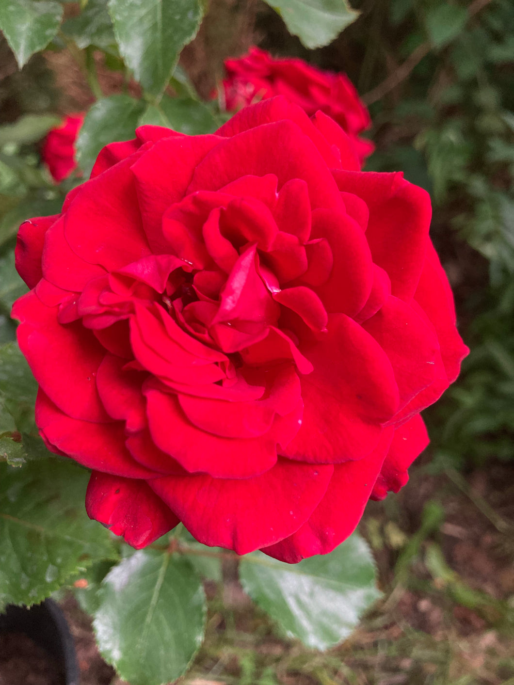 2 bare root Floribunda Roses (Evelyn Fison) Includes Postage