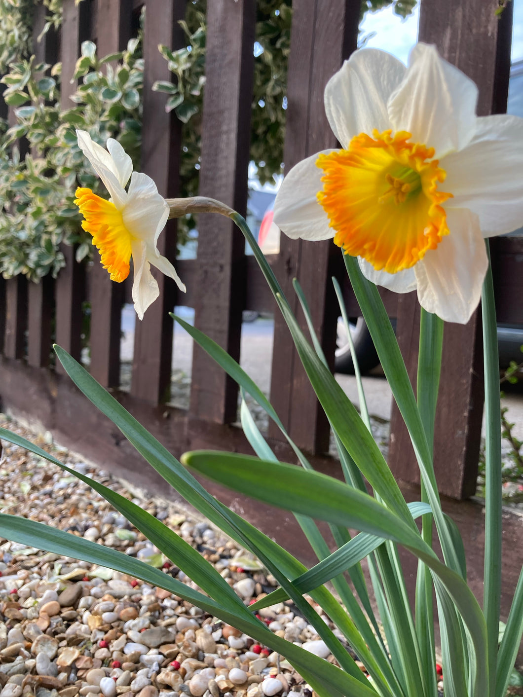 50 bulbs of Daffodil (Barrett Browning) Includes Postage