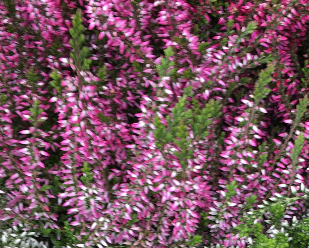 6 small plants of pale pink Calluna vulgaris/Heather Includes Postage