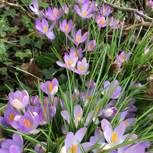 Load image into Gallery viewer, 30 bulbs of pale purple Crocus (Barr's Purple) Includes Postage
