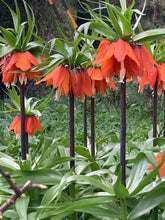 Load image into Gallery viewer, 3 bulbs of Fritillaria imperialis/Crown Imperial (Rubra Maximus) Includes Postage
