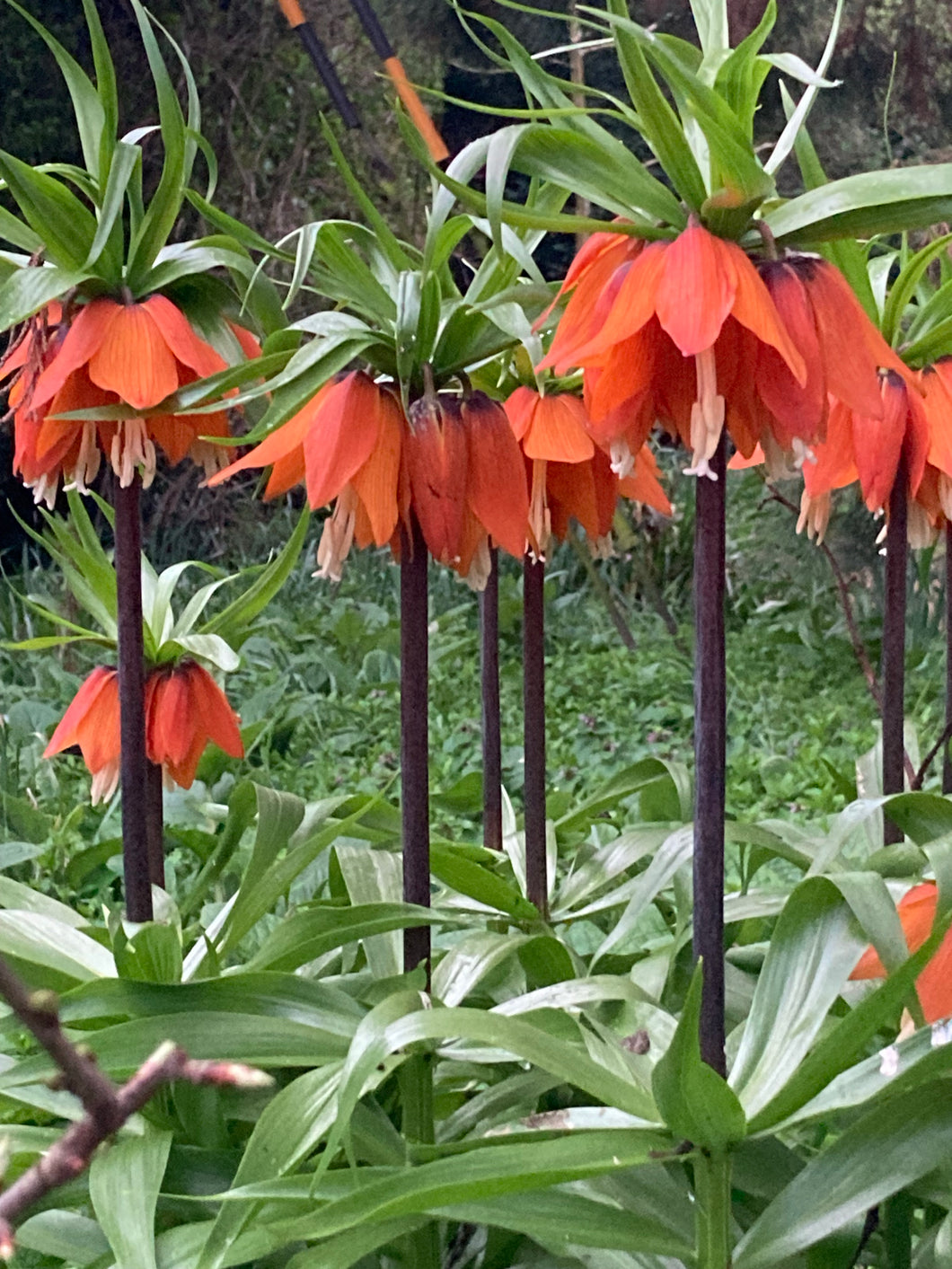 3 bulbs of Fritillaria imperialis/Crown Imperial (Rubra Maximus) Includes Postage