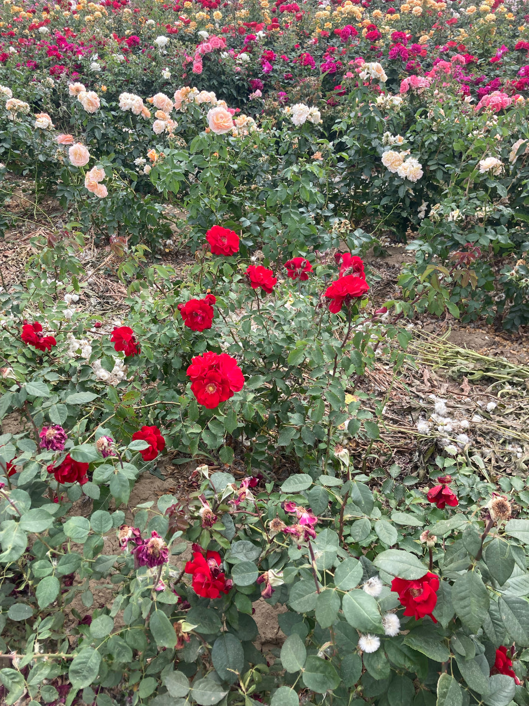2 bare root red Floribunda Roses (Trumpeter) Includes Postage