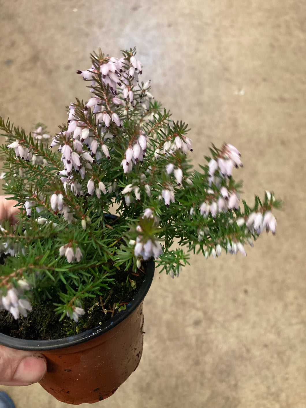 6 small plants of white Calluna vulgaris/Heather Includes Postage