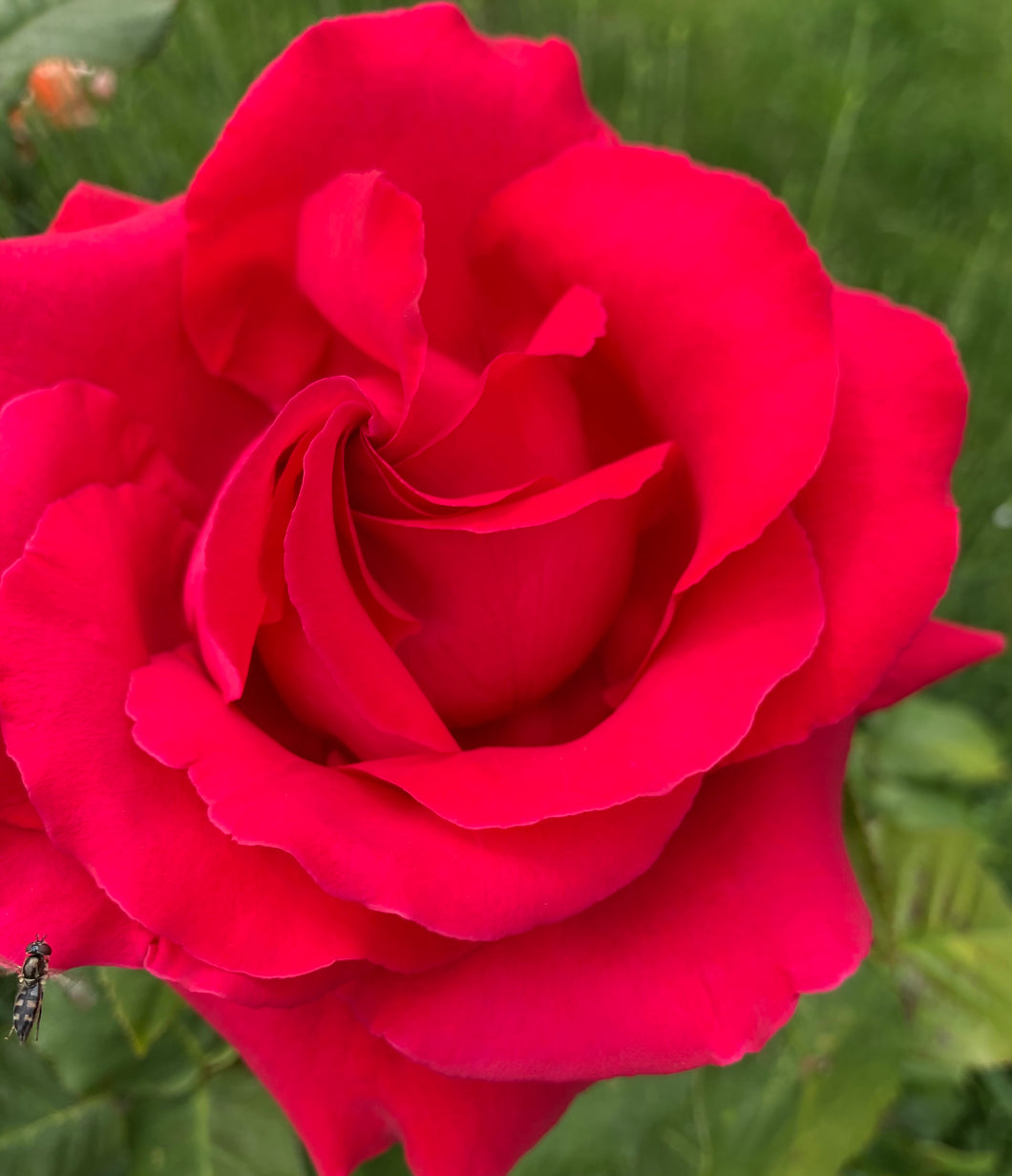 2 bare root Hybrid Tea Roses (Ruby Wedding) Includes Postage