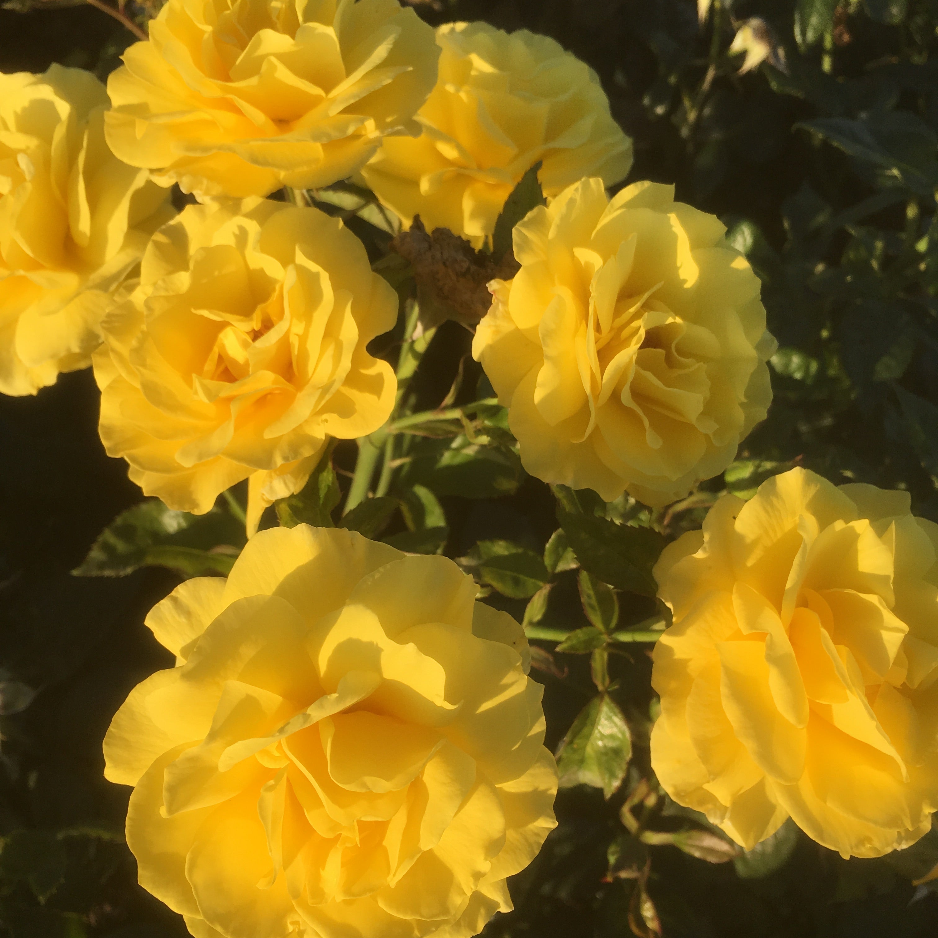 2 bare root yellow Hybrid Tea Roses Includes Postage – London Orchid ...