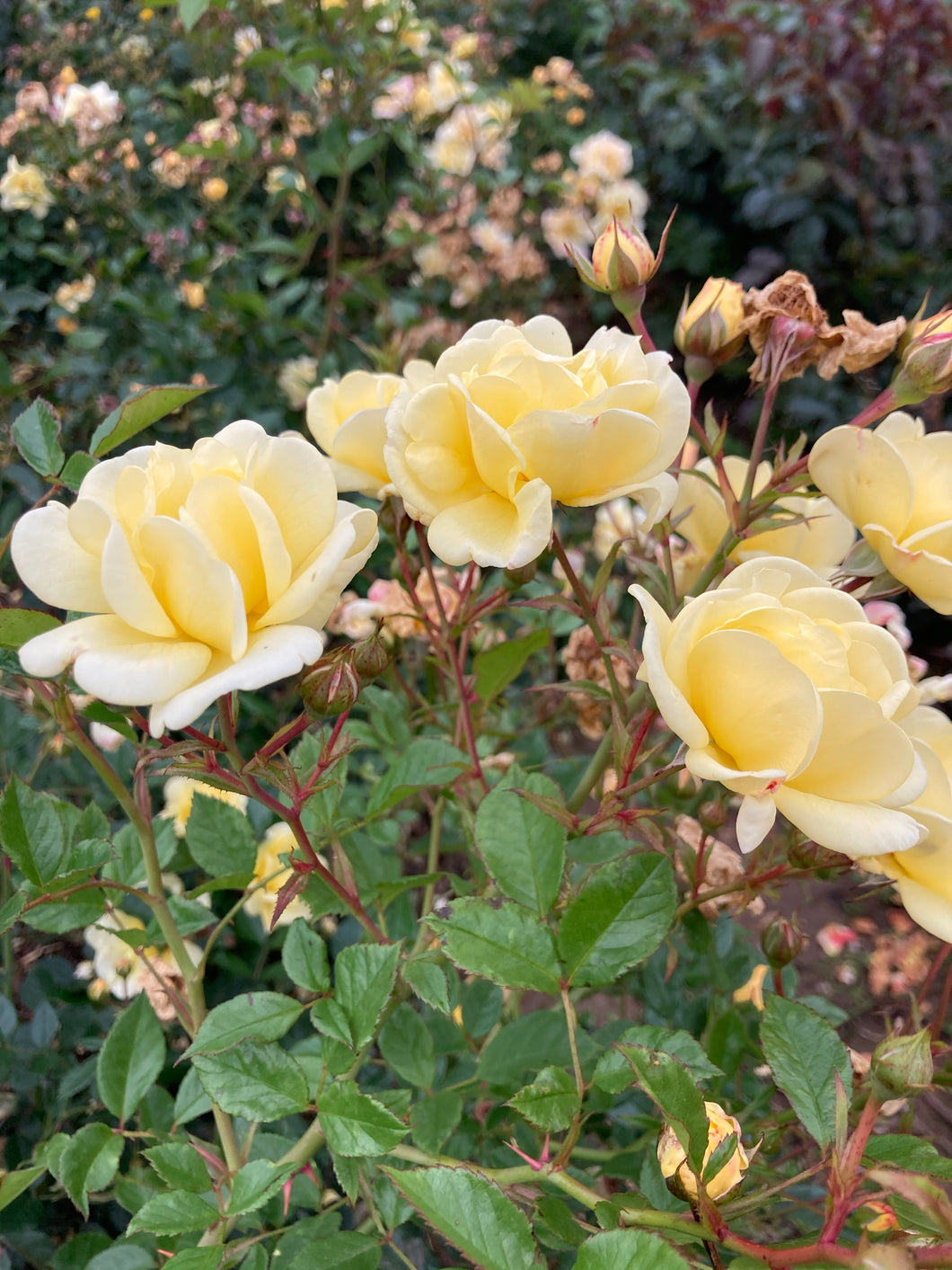 2 bare root yellow Floribunda Roses (Arthur Bell) Includes Postage