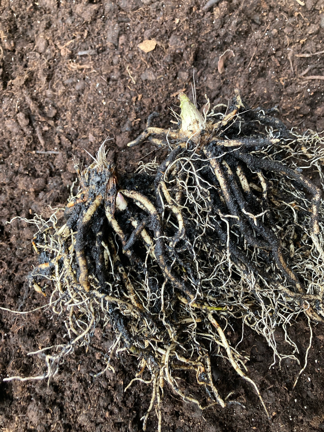 2 bare roots of Hosta (Mediovariegata) Includes Postage
