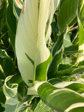 Load image into Gallery viewer, 3 tubers of striped leaves Canna Lily (Stuttgart) Includes Postage
