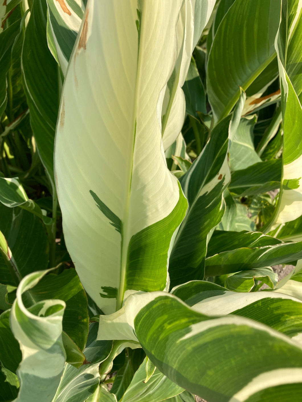 3 tubers of striped leaves Canna Lily (Stuttgart) Includes Postage